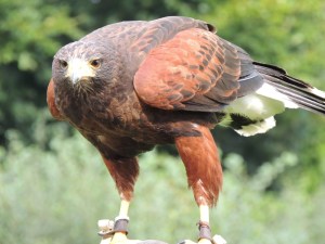 Bird of Prey Experience 2014-09-04 158