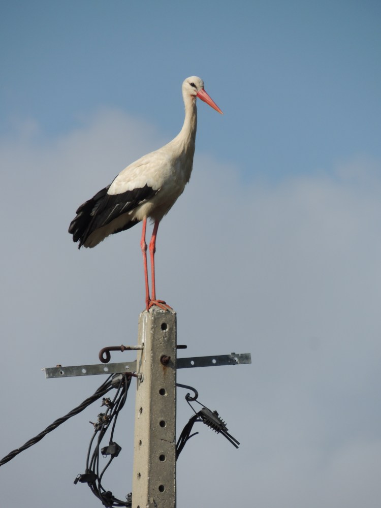 European White Stork in Olhão, Algarve taken on Friday