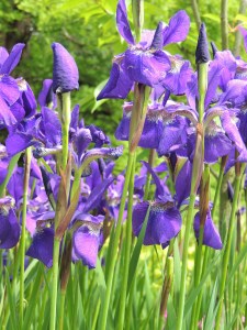 Wonderful day at RHS Wisley on 1st June.
