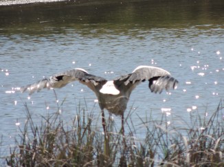 European White Stork