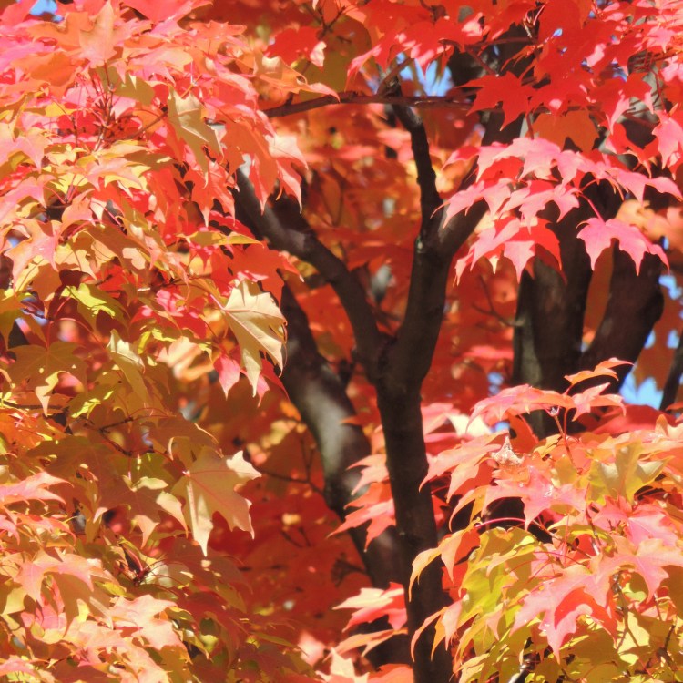 Forbes tree in close up