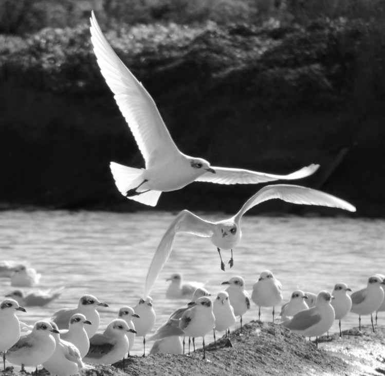 Two sea gulls in flight with a row of standing ones below them