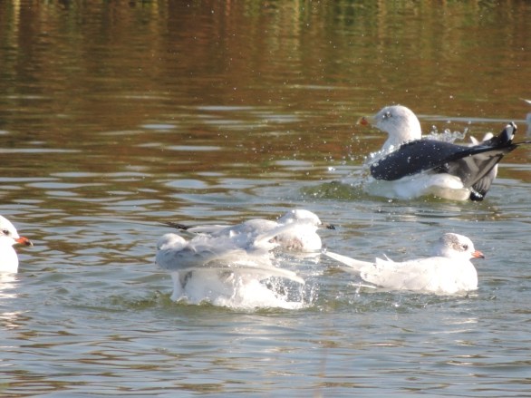 Mediterranean Gull 