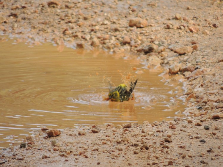 Fluttering in the bath