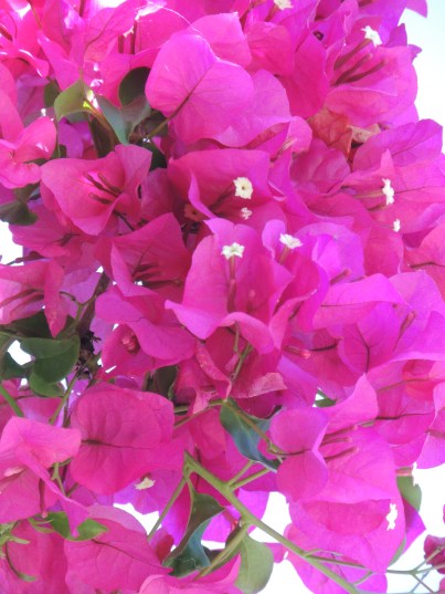 Bougainvillea