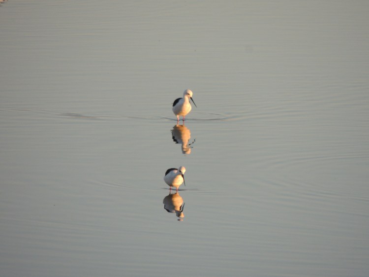 Mirroring in Portugal