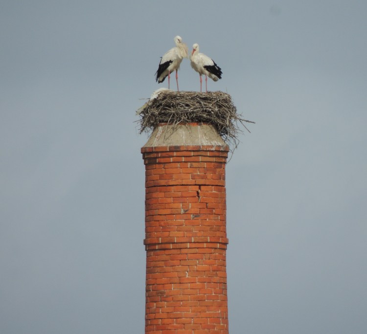 White Storks in Olhao (3)
