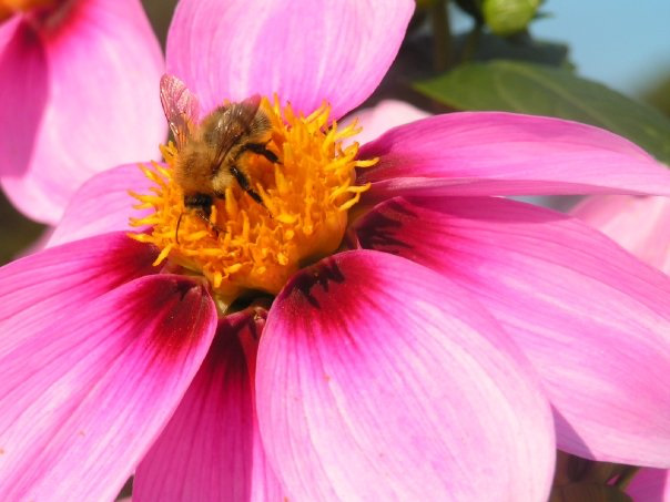 Wisley bee