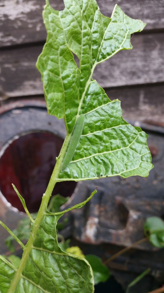 Caterpillar on Horseradish