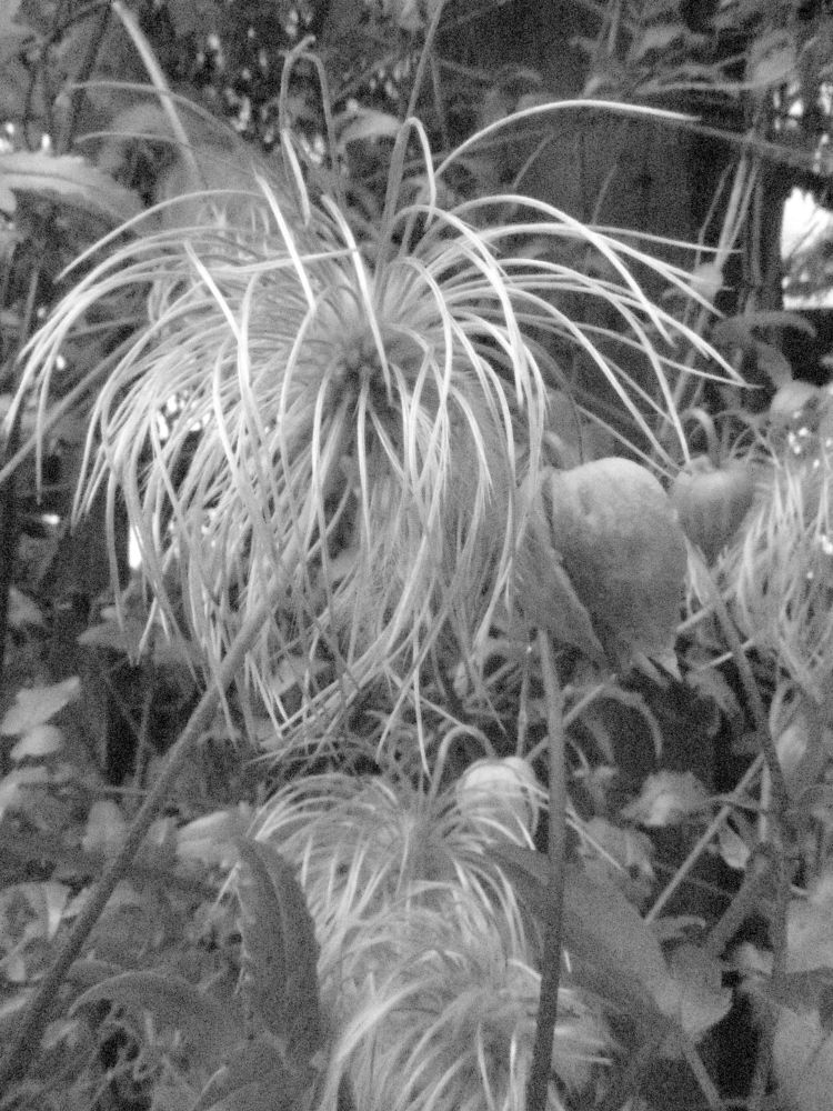 A macro experiment in ISO Monochrome