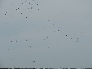 Winds and Lesser Black Backed Gulls upsetting the birds