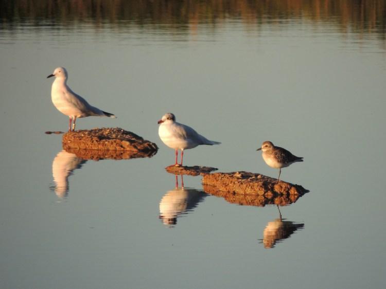 Slender Beak Gull, Mediterranean Gull, Grey Plover