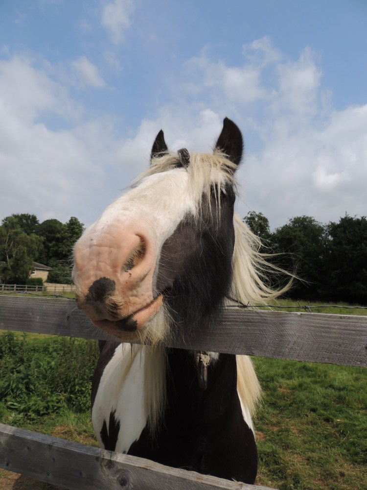 A Horse in Cambridge