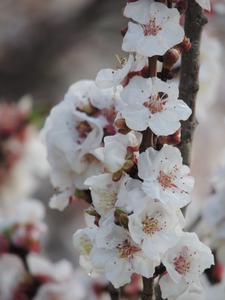 Almond Blossom 3.jpg