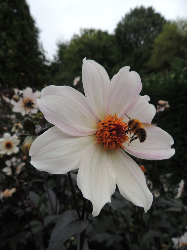 Twynings After Eight with Bee!