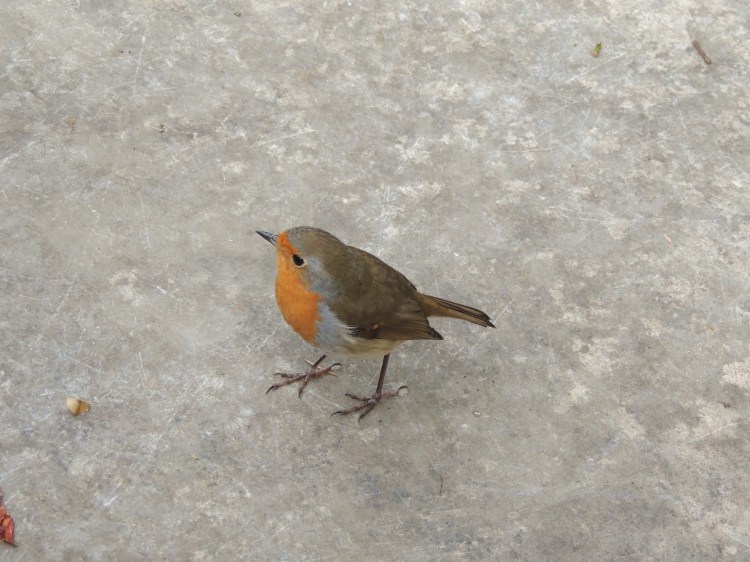 robin-at-hillier-gardens