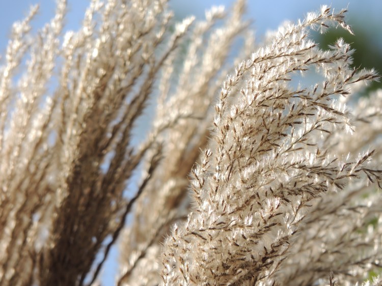 autumn-grasses