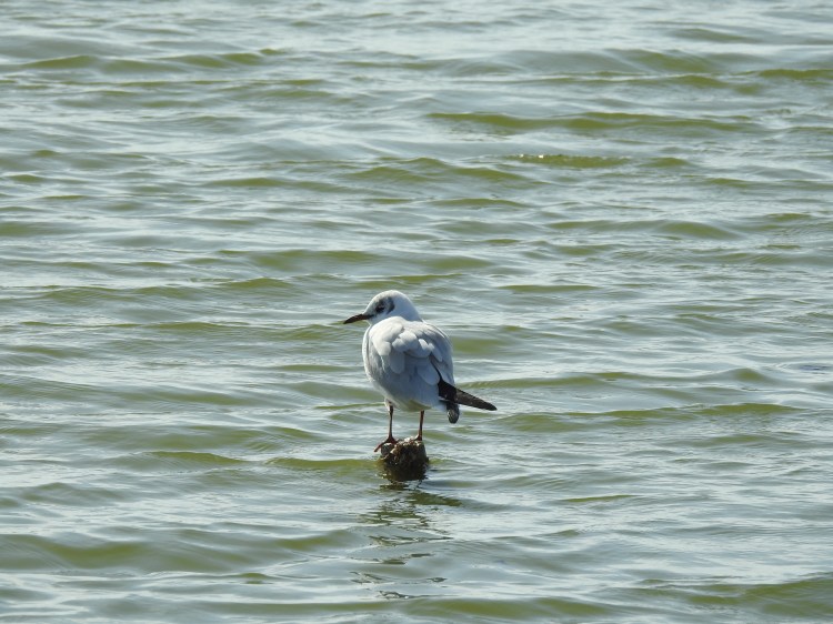 Black Headed Gull