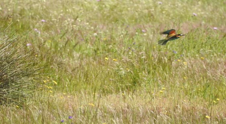 European Bee-eater in the Algarve
