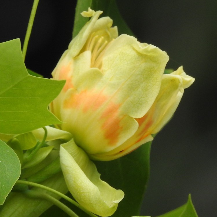 Do you know what this is?