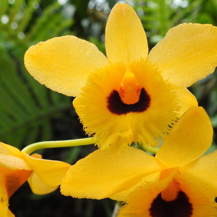 Daffodil or orchid?!