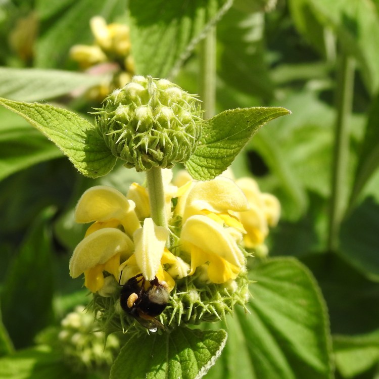 It's a bee on a Phlomis