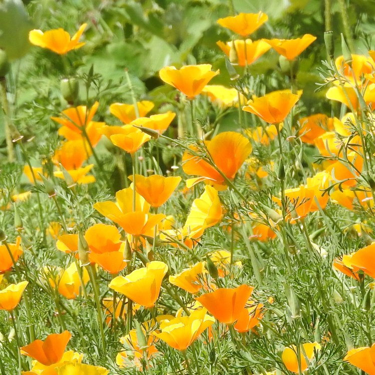 Orange Poppies at Kew in June