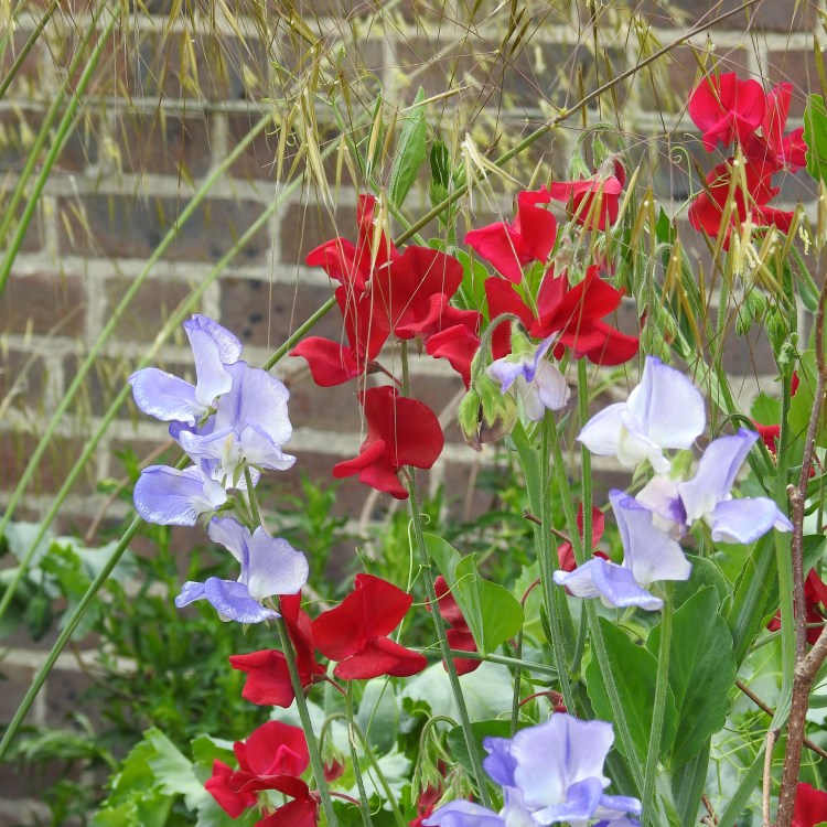 Sweetpeas