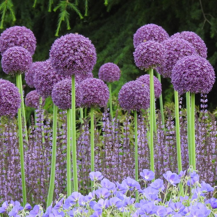 Alliums
