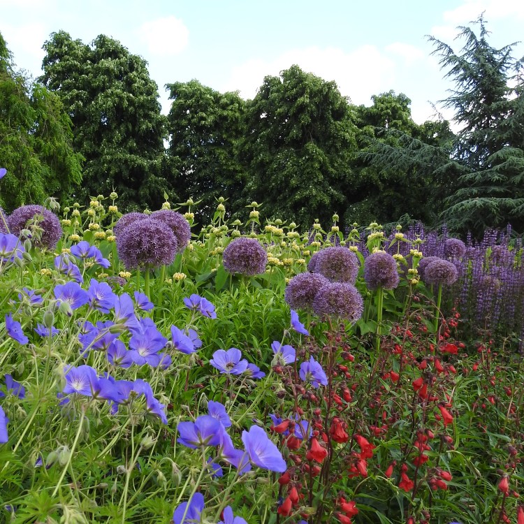 A glimpse of the herbaceous border