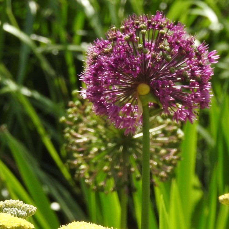 Told you the Alliums were everywhere in June