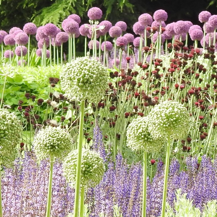 Alliums at Kew