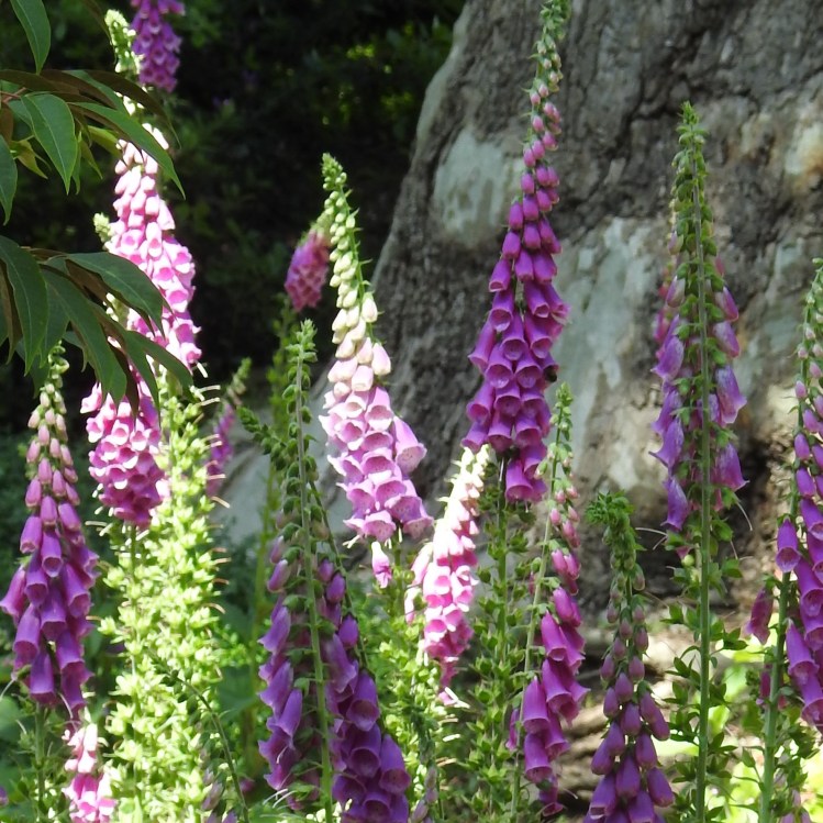 Foxgloves