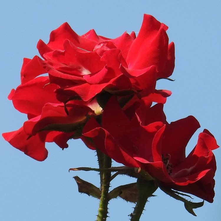 A rose for a busy September