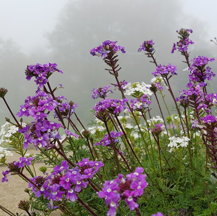 Flowers in the mist