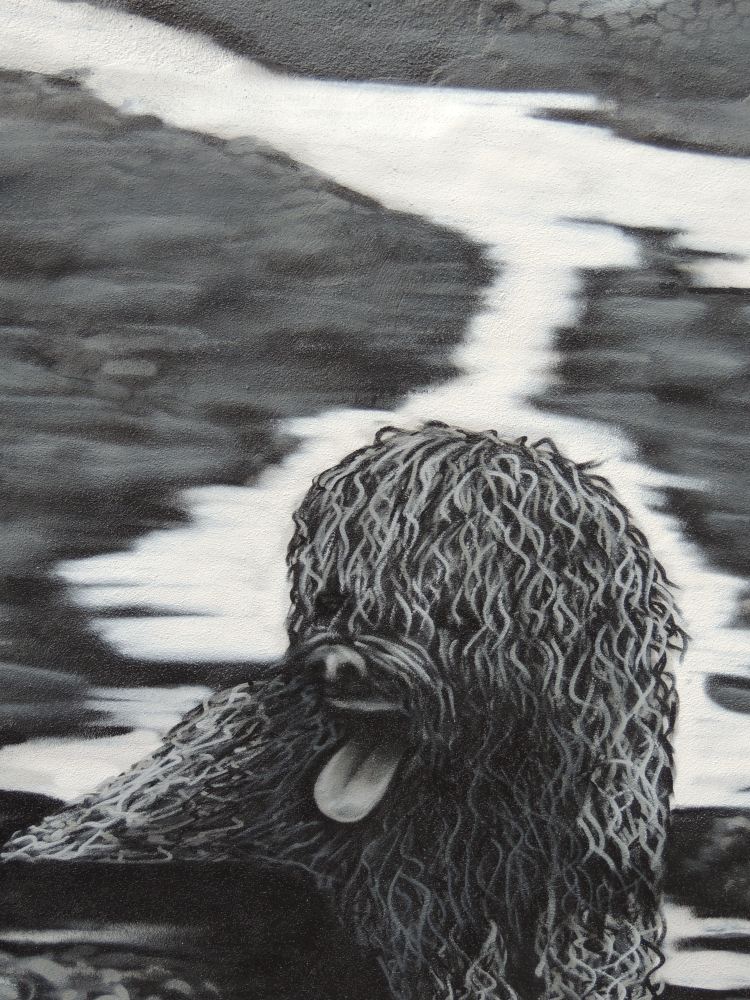 Portuguese Water Dog