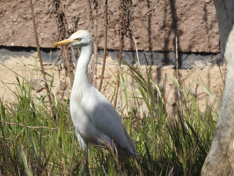 Cattle Egret