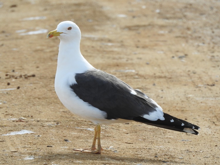 Lesser Black Backed Gull in the Saltpans