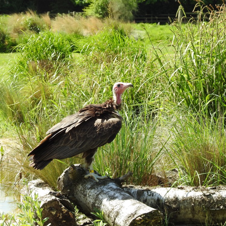 Hooded Vulture 'in the pink'