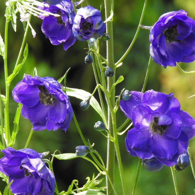 Sir Harold Hillier gardens