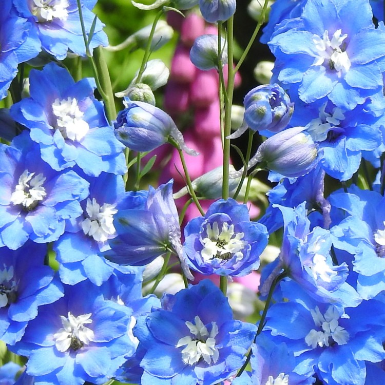 Delphinium Blue but is that pink I can see?!