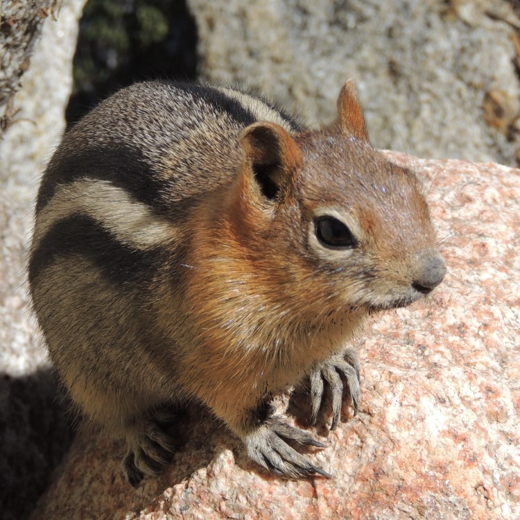 Chipmunk in California