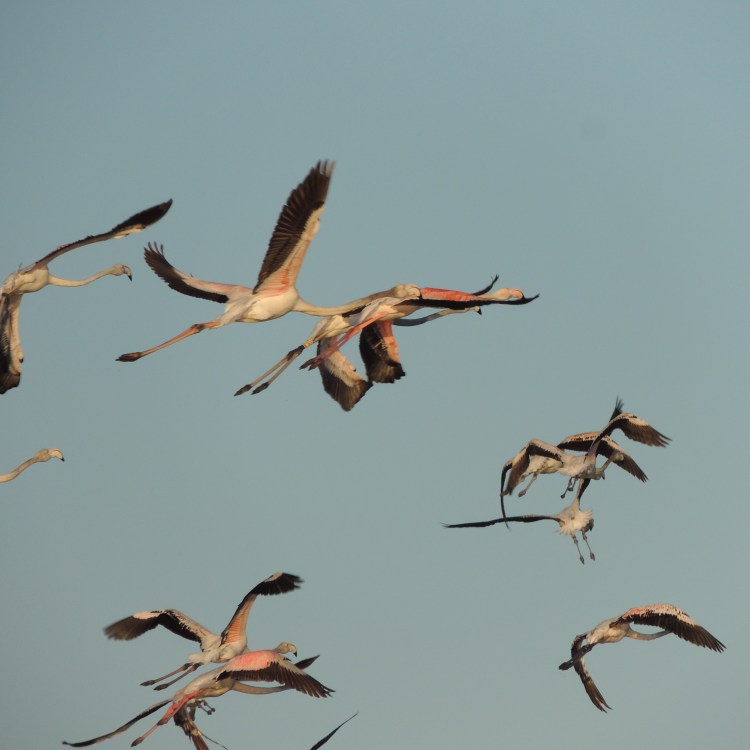 Spanish flamingos in the Algarve