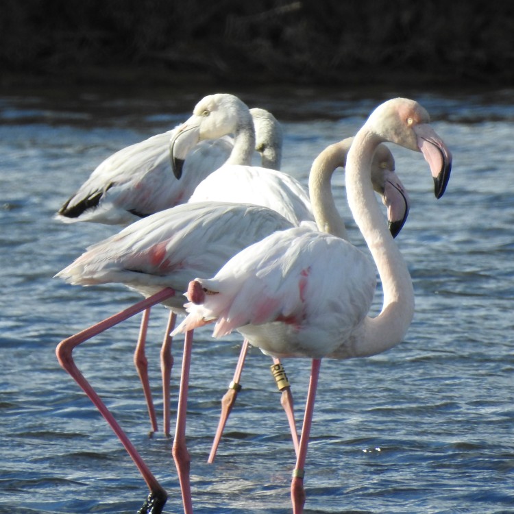 Young flamingos