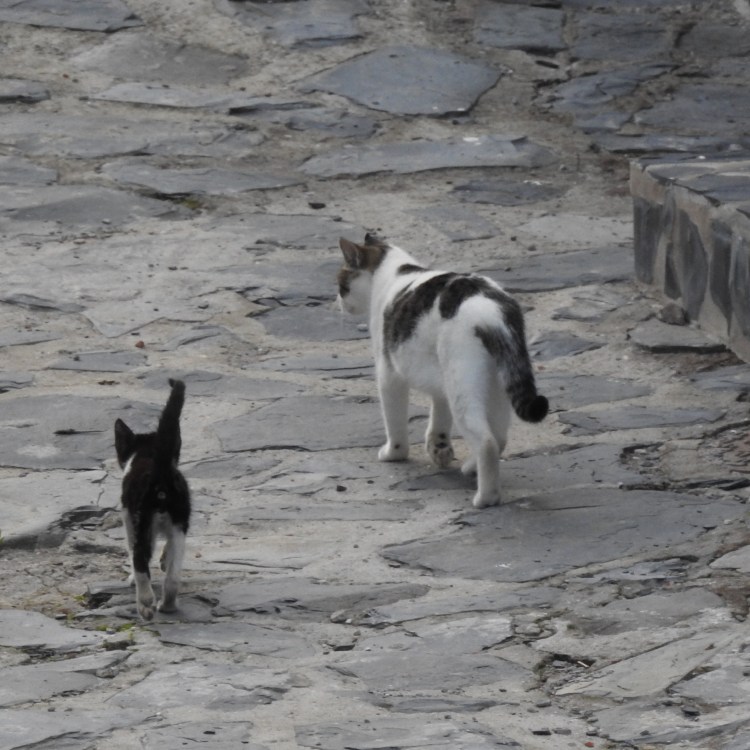 Cats in Alcoutim