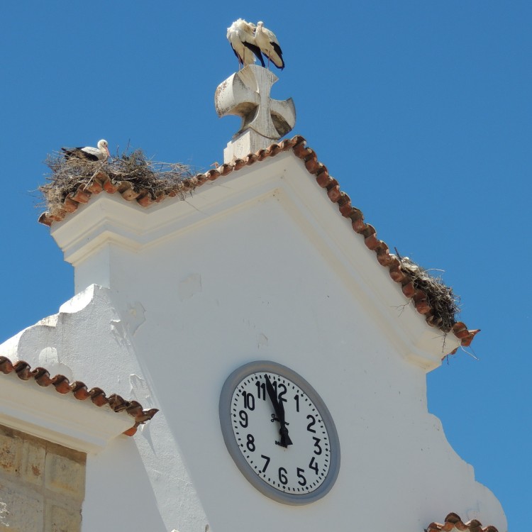Storks with a Clock