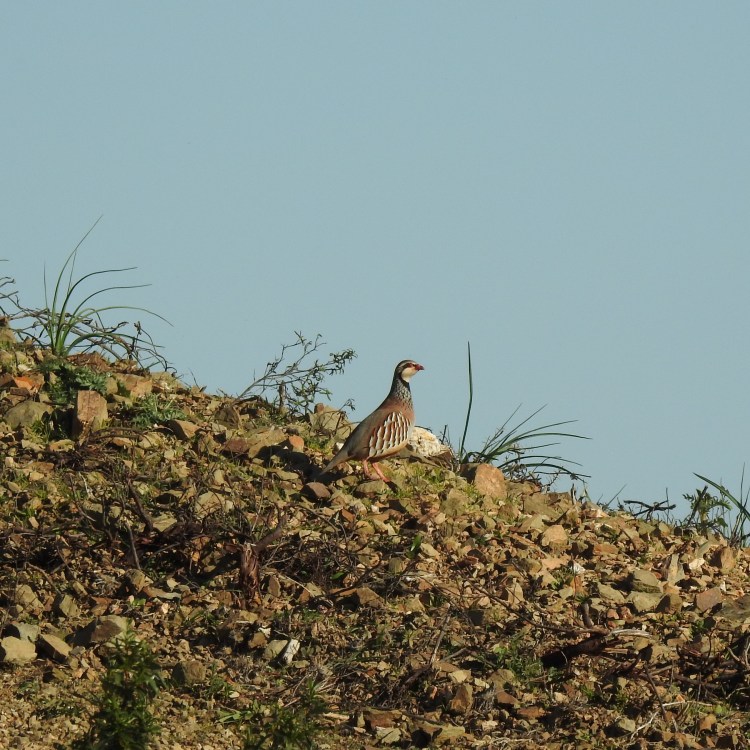 Partridge in the Algarve