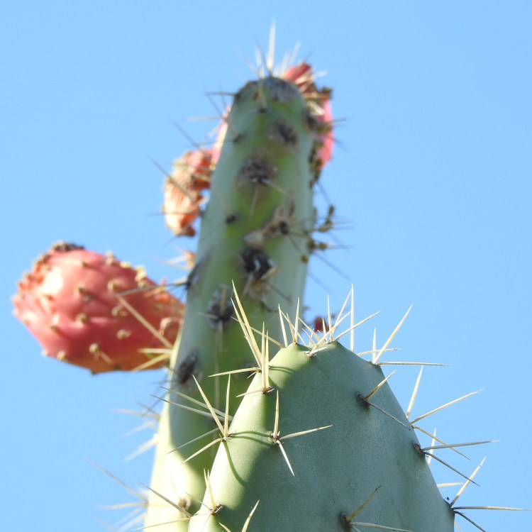 Prickly Pear