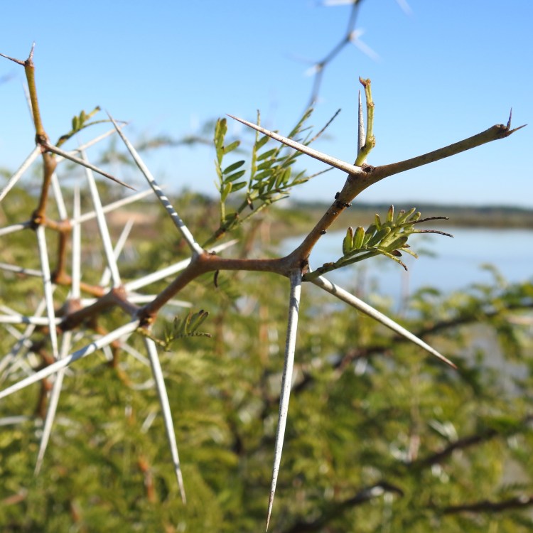 Spikes in the Ria Formosa
