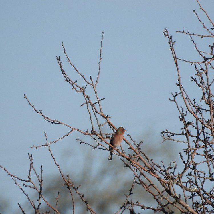 Chaffinch in a spiky tree